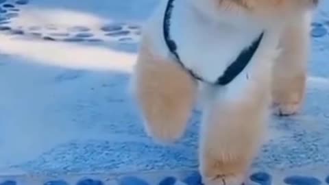 Cute baby dogs-best funny animals video for beginners