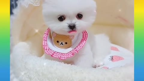 3_Cute and Funny Dog Videos Compilation_#short