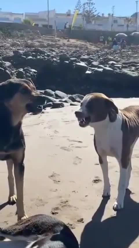 Dogs vs dogs funny