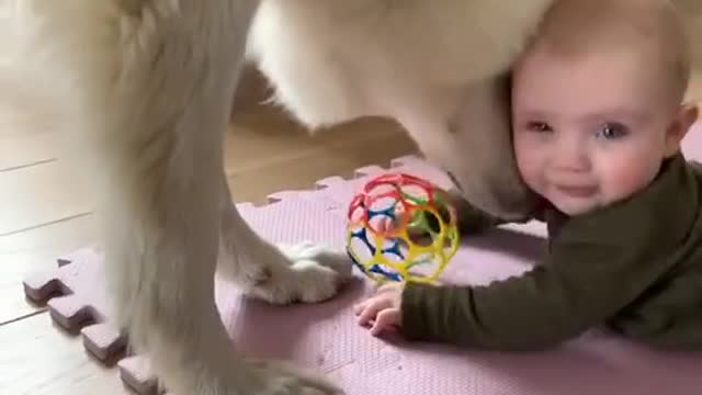 dogs brings ball back