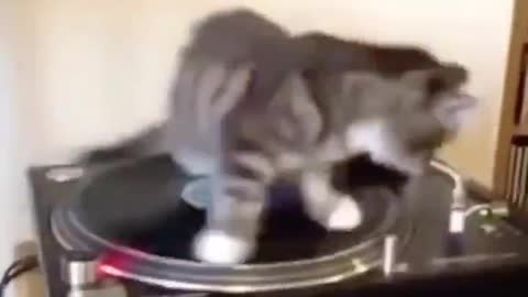 I Am Cat DJ