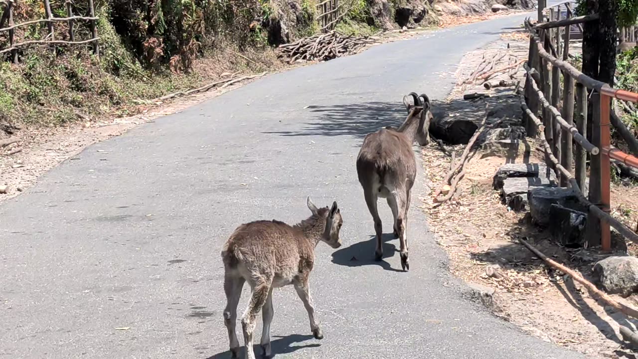 The Nilgiri tahr