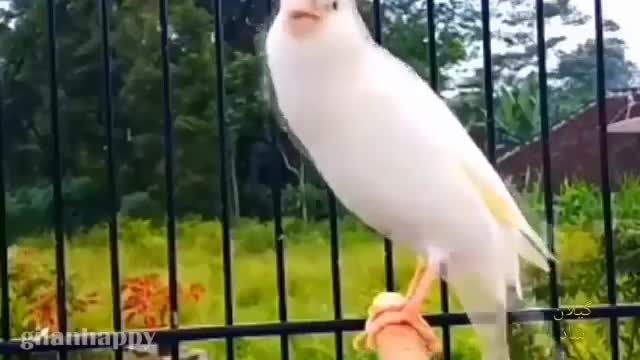 beautiful birds 1