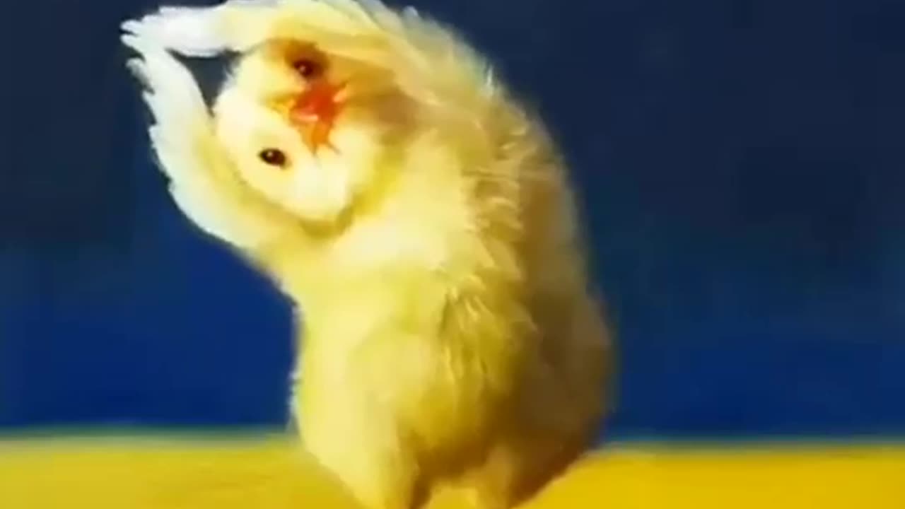 Cute Yoga chicken