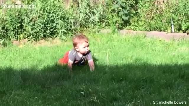 Cute Puppies and Babies Playing Together Compilation