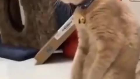 Funny Cat Funny animals Cat walking on two legs like quasimodo