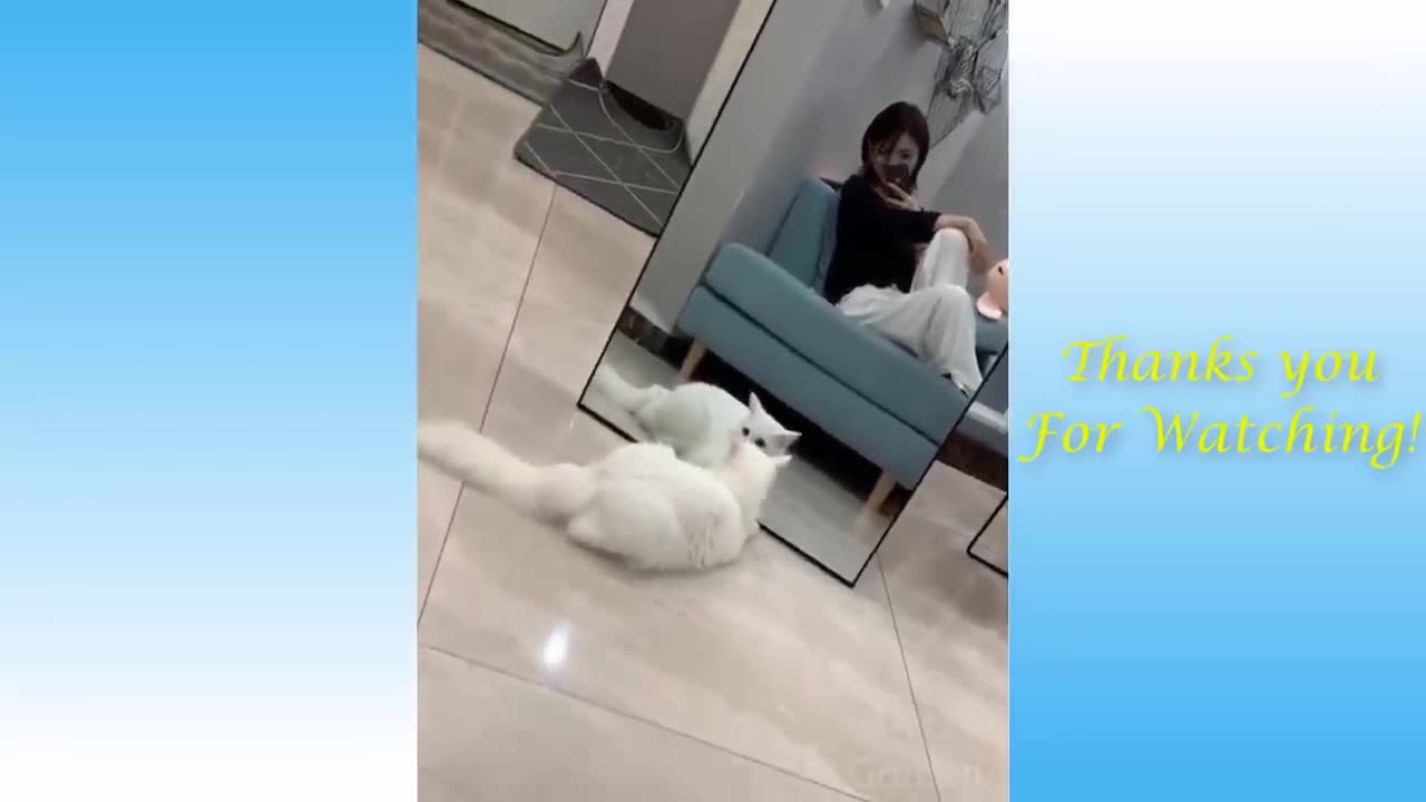 Pretty Pets And Funny Animals will make your days!