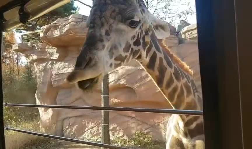 Feeding the cute giraffe