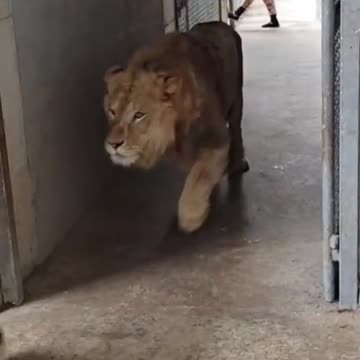 tiger dancing #shorts very #funny#Htfox#hfc