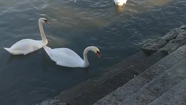 Swans in Dunabe