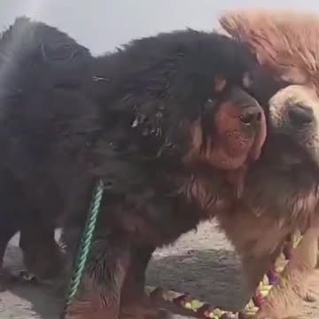 World Most Giant Dogs Fight