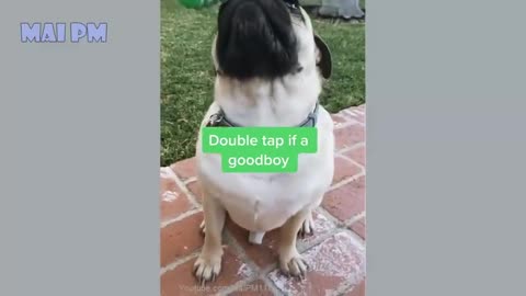 Rolling on the floor laughing funny dog video