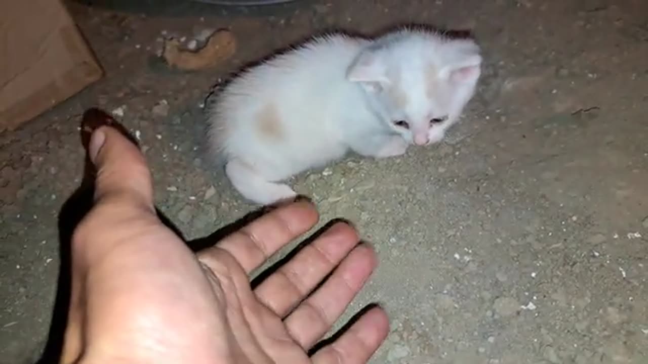 I played with Baby kittens 🥰 These baby kittens are so cute