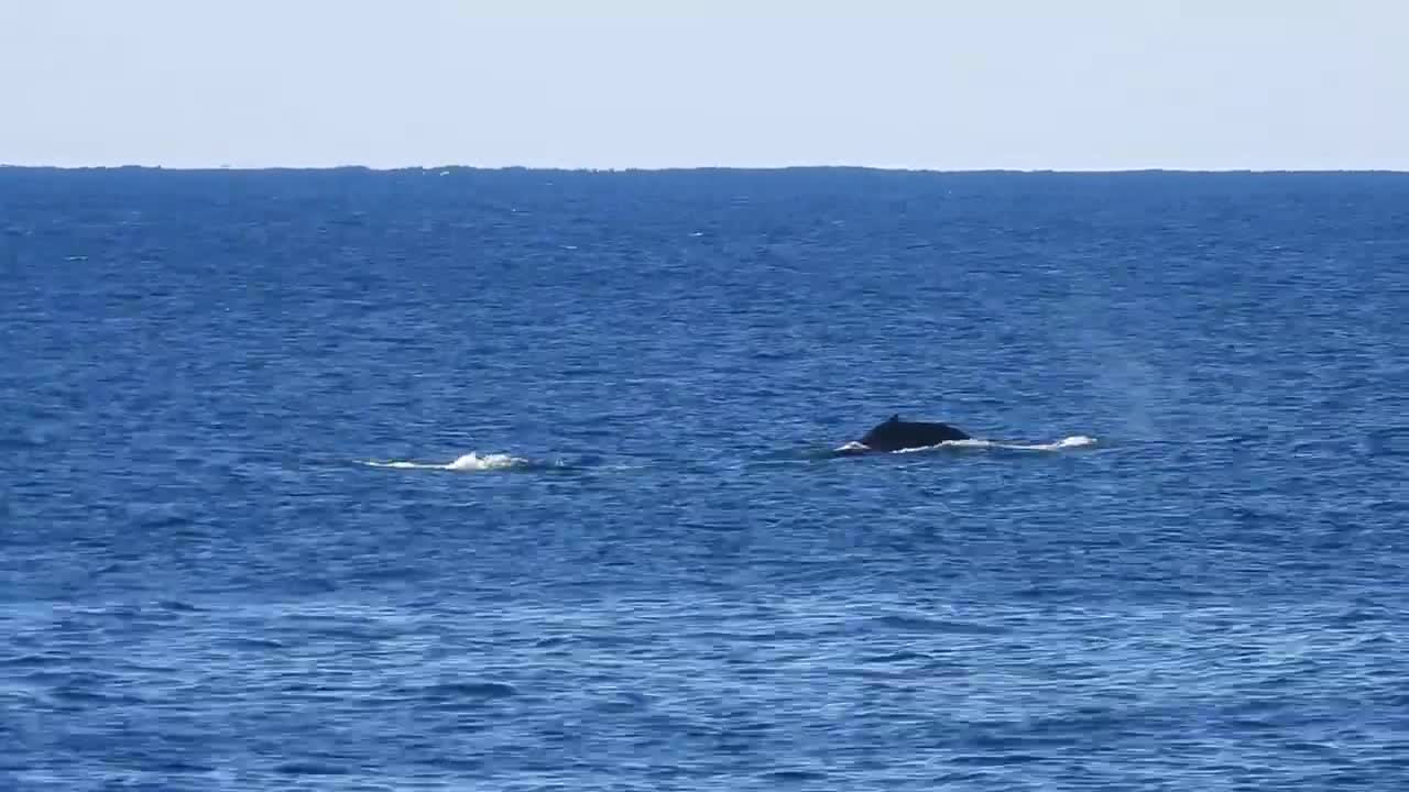 Whales breaching at Booderee
