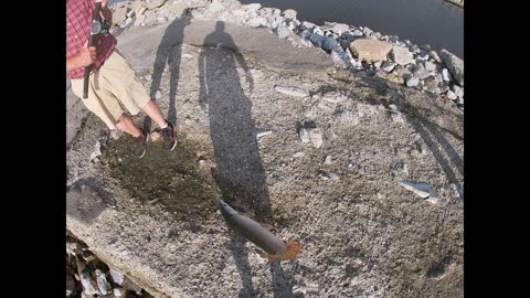 Alligator Gar Mississippi Gulf Coast