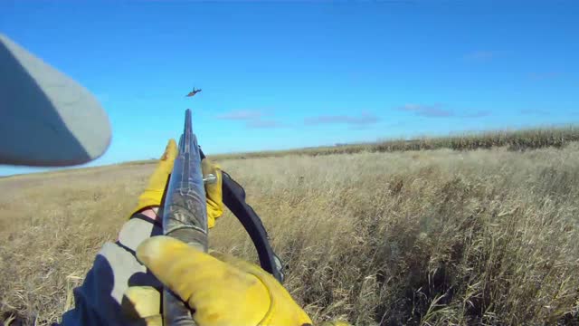 Pheasant Hunting Wirehaired Pointing Griffon.