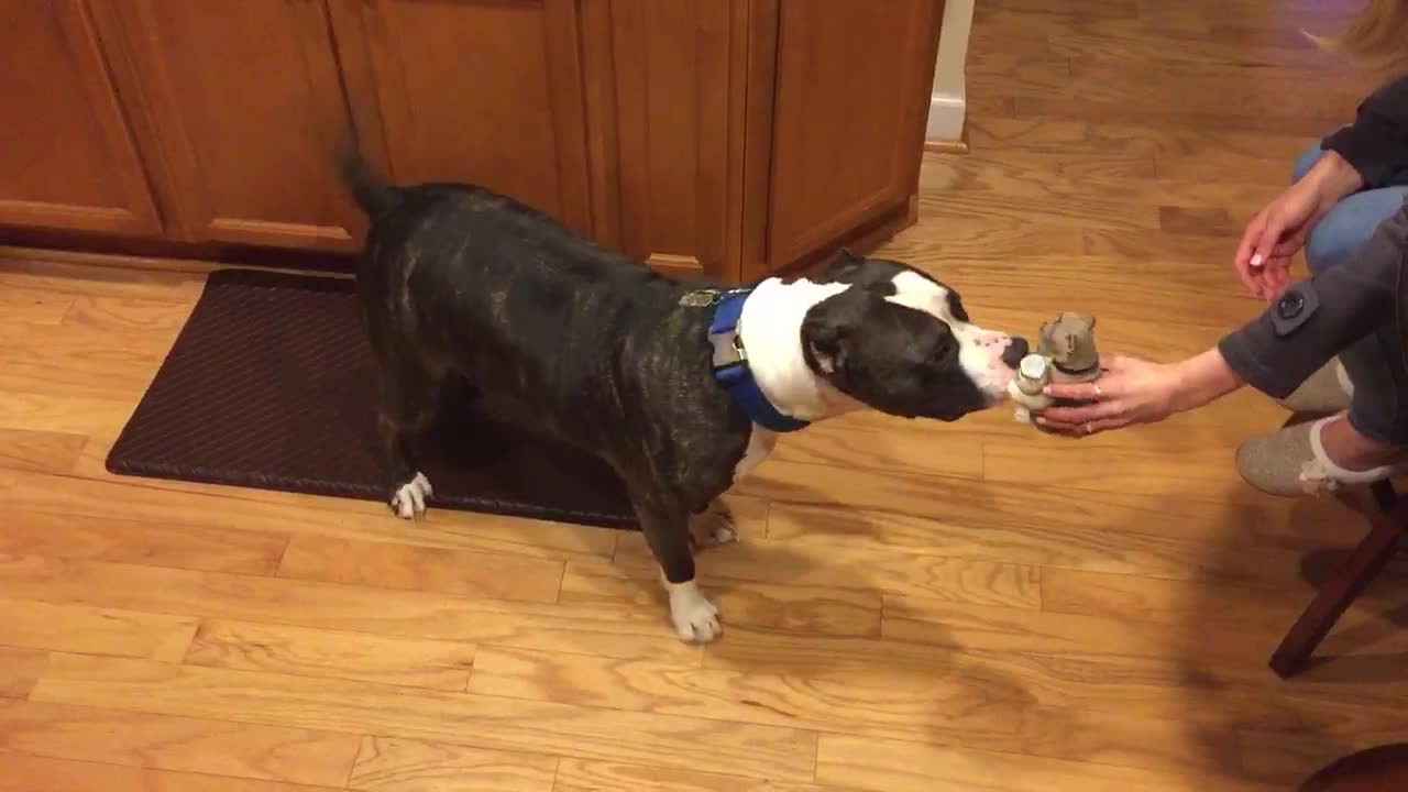 Pit Bull terrified of pit bull salt & pepper holder