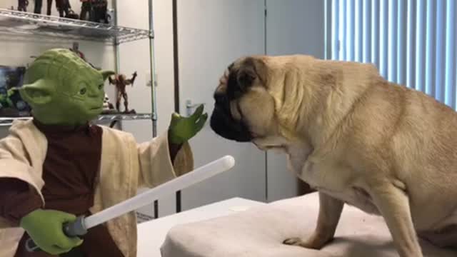 Yoda attacks cute surpriced Pug