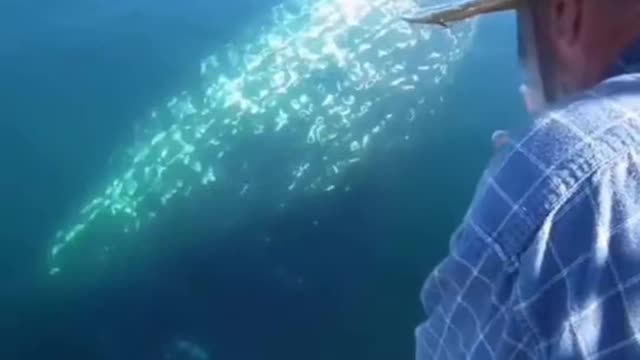 A blue whale making amazing 😍 sounds😲😯