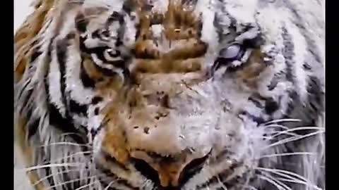 The king of the animal world, the tiger's highlight moment