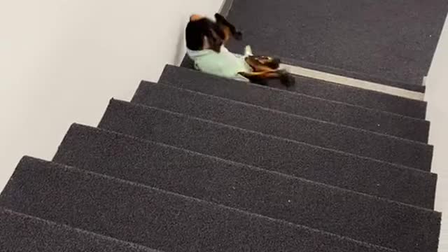 Dog going down the stairs