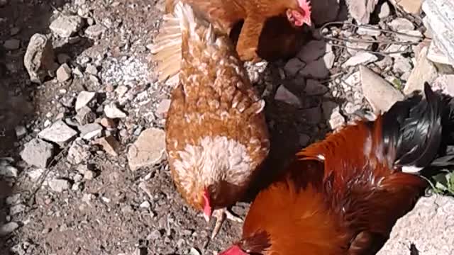 Chickens are looking to eat