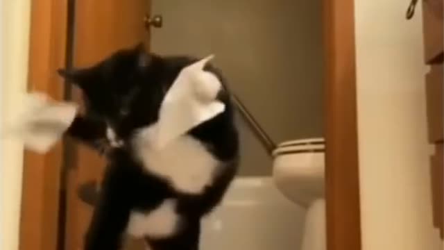 Cute Cats,Funny Cats,Funny Animals