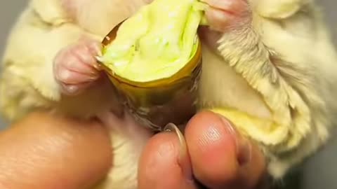 Adorable Sugar Glider Eating Cheese Bug #shortsviral #sugarglider #sugarglidercare