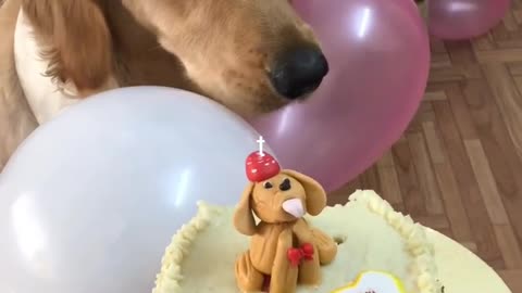 DOG BIRTHDAY PARTY CAKE TO AMAZING VIDEO