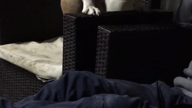 British Bulldog climbs up on chair