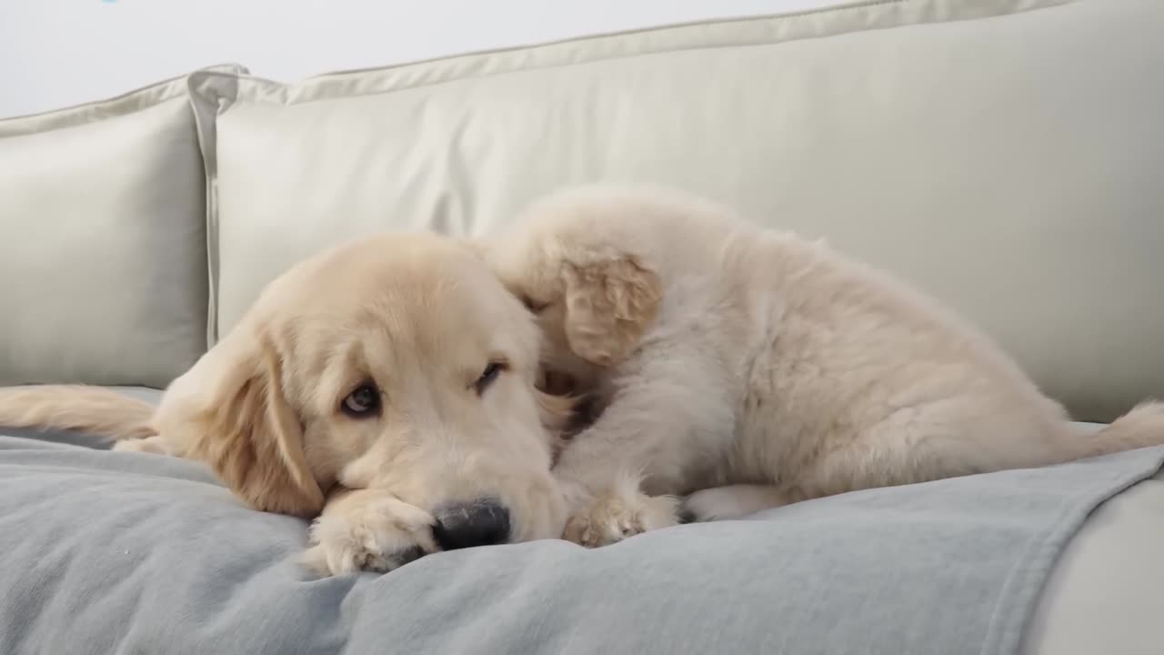 Golden Retriever is Too Tolerant