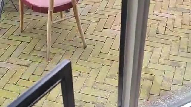 Squirrel Taunts Pup From Safety