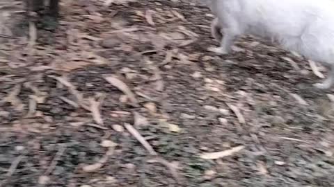 Cats Playing In Park By Kingdom Of Awais