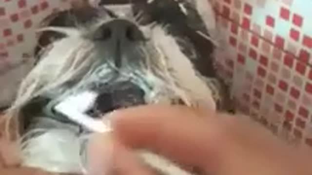 Prepare a dog before going out on a date