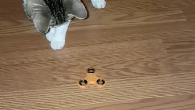 Cat spins orange fidget spinner