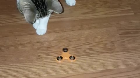 Cat spins orange fidget spinner