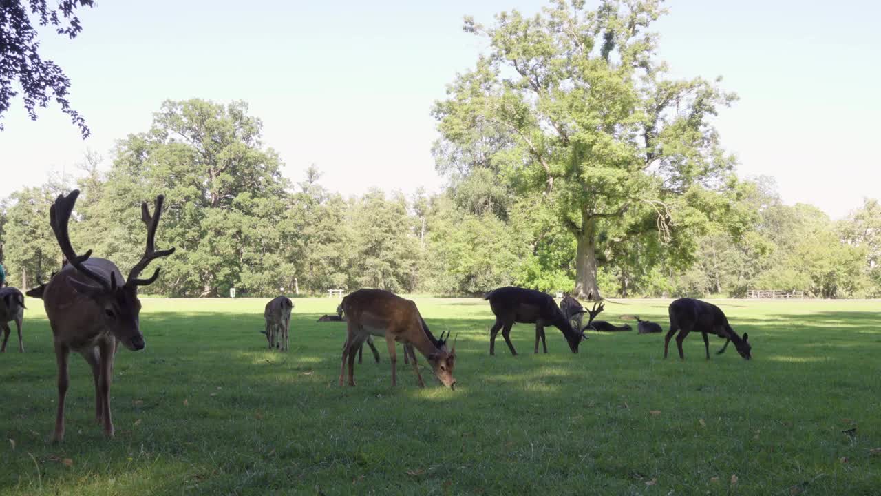 A herd of fallow deer grazes in a meadow by a forest on a sunny day