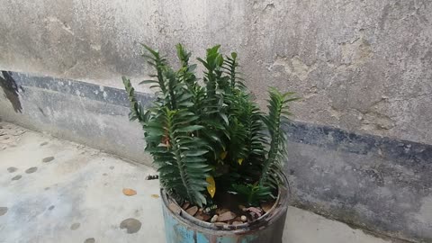 Flower fireon