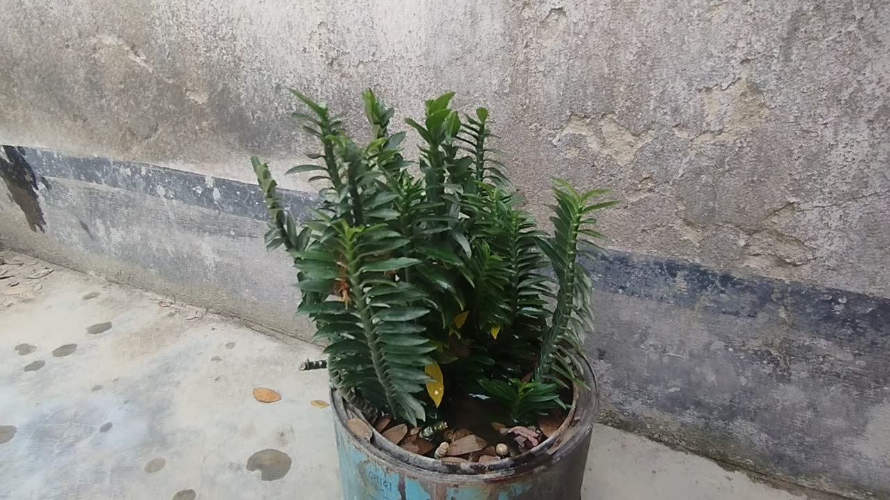 Flower fireon