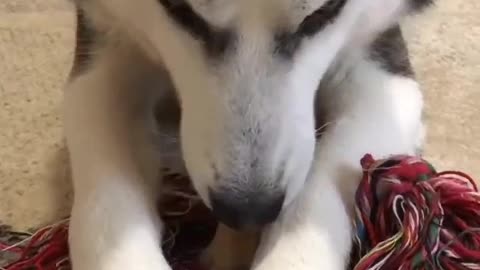 For dogs