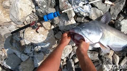 Catching Giant Mississippi River Blue Cats