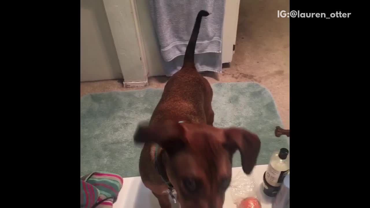 Brown puppy eats bubbles