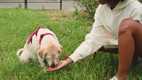 Funny dog 🐶 is eating videos