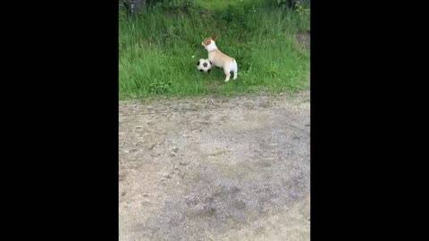 Cute babies doing funny things.