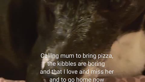 When your pup misses you AND the pizza 🍕🐶