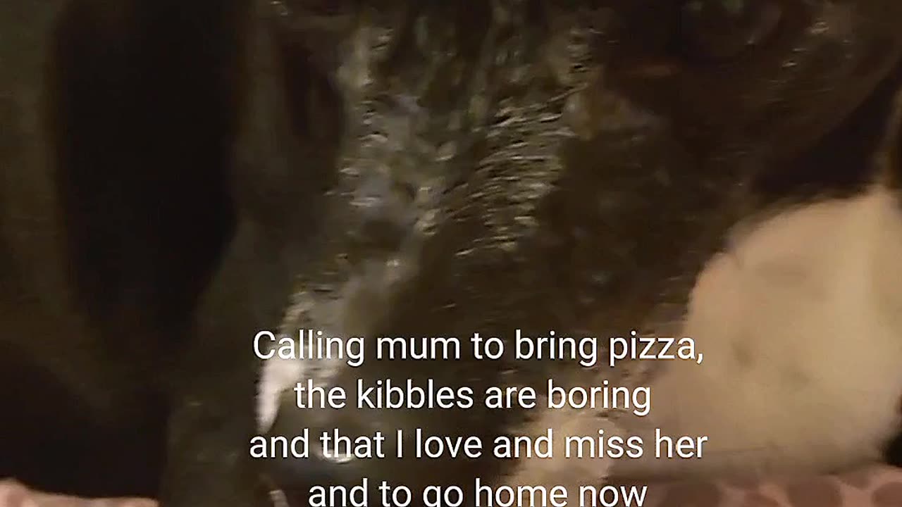 When your pup misses you AND the pizza 🍕🐶