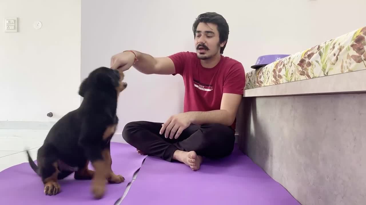 Best dog training videos