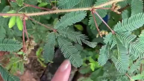 mimosa