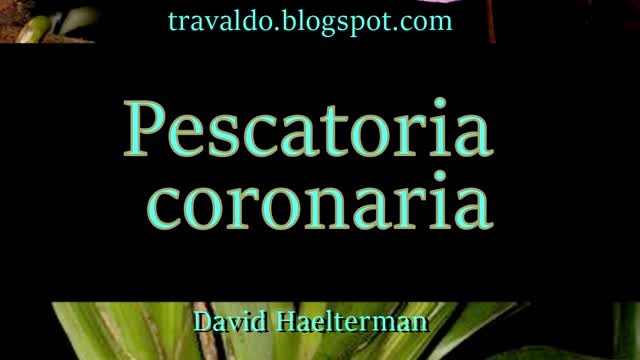 Colombian Orchid Imports // Spring Order Preview //