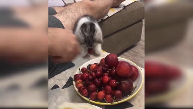 funniest cat🤣🤣🤣dont laught and watch until the end